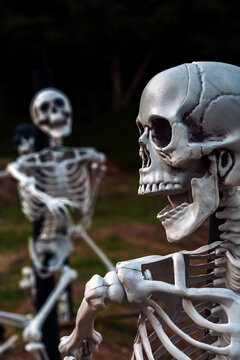 Human skeleton props decorated in outdoor field for Halloween festival display. Plastic human skeleton models mounted on poles along grassy field with white cross markers. Halloween event decorations,