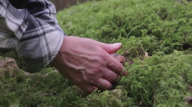 Close-up view of a mushroom picker pulling a forest mushroom from the ground by hand among natural woodland vegetation