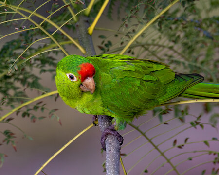 Crimson-fronted parakeet