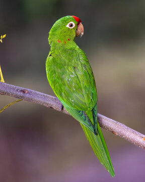 Crimson-fronted parakeet