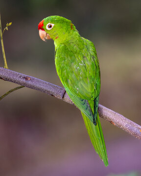 Crimson-fronted parakeet