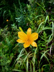 Fototapeta premium yellow flower in the garden