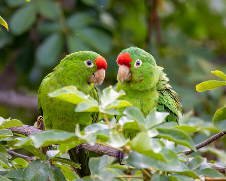 Crimson-fronted parakeet