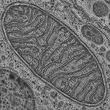 Mitochondrial Inner Membrane Cristae Detail

