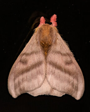 MOth
