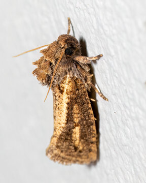 MOth