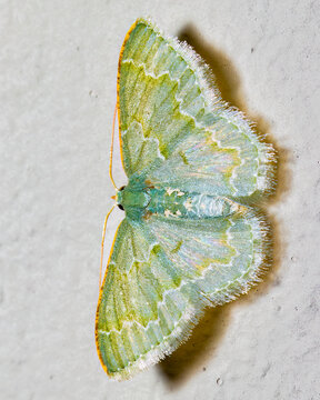MOth