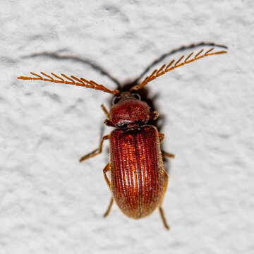 Beetle