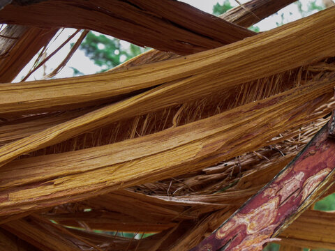 A pine tree fell in the wind