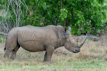 White rhinoceros in a Private Game Reserve somewhere in South Africa © henk bogaard