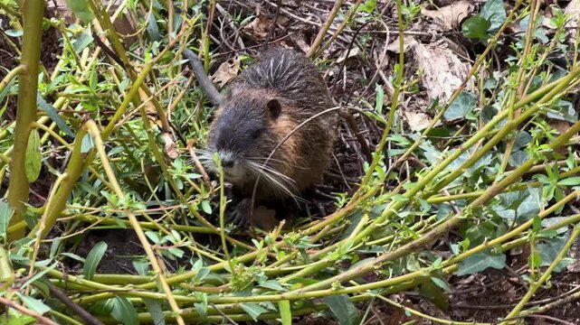 Ein Nutria frisst am Flussufer eines Nebenarms des Flusses Erft in Nordrhein-Westfalen in Deutschland