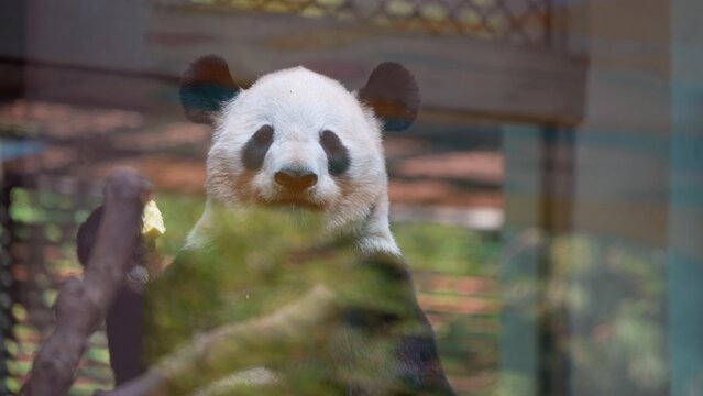 giant panda sitting inside the in indoor habitat in zoo, with greenary reflection in the glass exhibit of panda indoor habitat