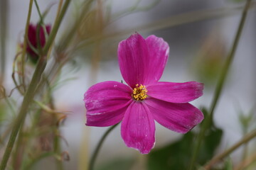Pink cosmos flowers blooming above delicate green foliage in a summer garden © Olga
