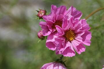 Elegant pink cosmos blossoms standing in a sunny summer garden, Cosmos bipinnatus © Olga