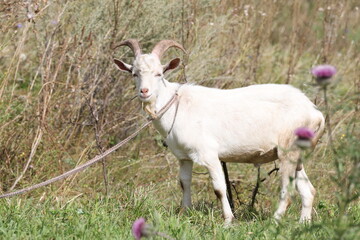 Obraz premium White bearded goat tethered while grazing on a green meadow