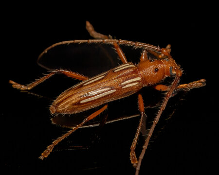 Beetle