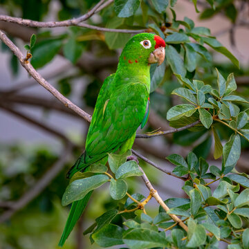 Crimson-fronted parakeet