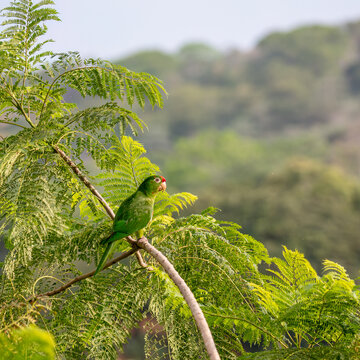 Crimson-fronted parakeet