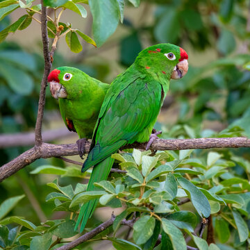 Crimson-fronted parakeet