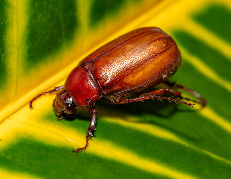 Beetle