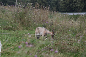 Gray goat with pointed horns feeding on grass in an open rural pasture © Olga