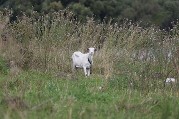 White goat grazing on a meadow while watching the camera with an attentive expression © Olga