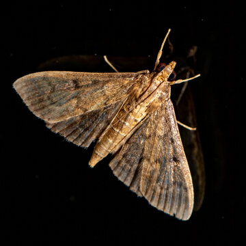 MOth