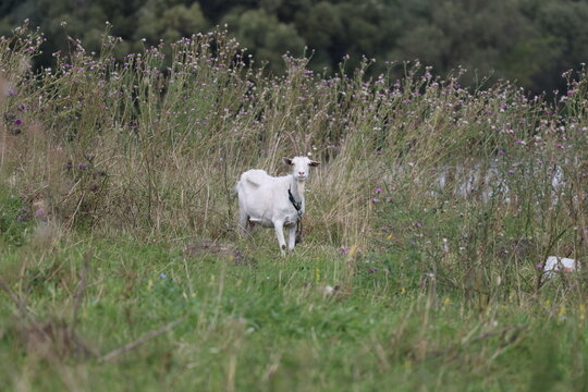 White goat grazing on a meadow while watching the camera with an attentive expression