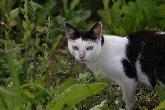 Black and white cat giving an intense hostile look with narrowed eyes
