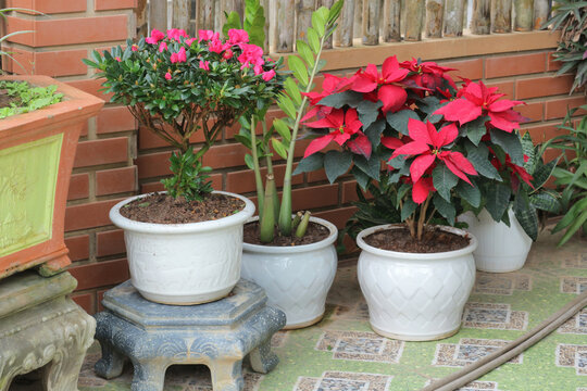Beautiful potted poinsettia and pink azalea plants in ceramic pots, traditional home garden courtyard with biophilic patio design decoration