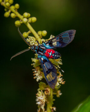 MOth