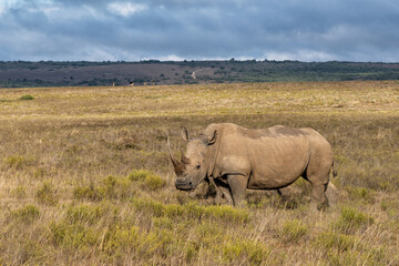 White rhinoceros in a Private Game Reserve somewhere in South Africa © henk bogaard