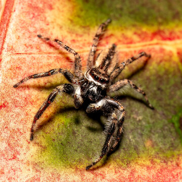 Jumping spider