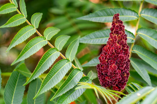 Close-up shot of a fuzzy, deep red staghorn sumac cone fruit cluster surrounded by pinnate green leaves in soft natural daylight.