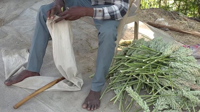 Separating sorghum grains from panicles using a cloth sack and wooden stick after heating