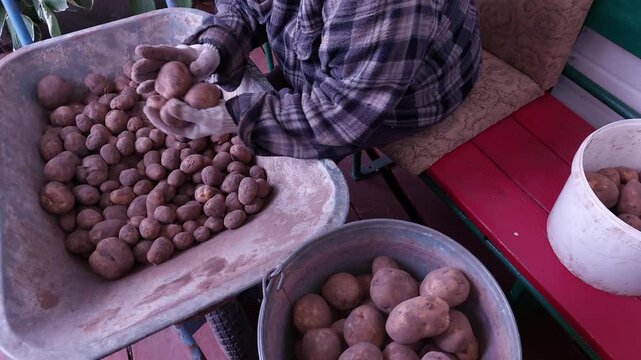 Hands in gloves sorting freshly harvested potatoes into buckets outdoors