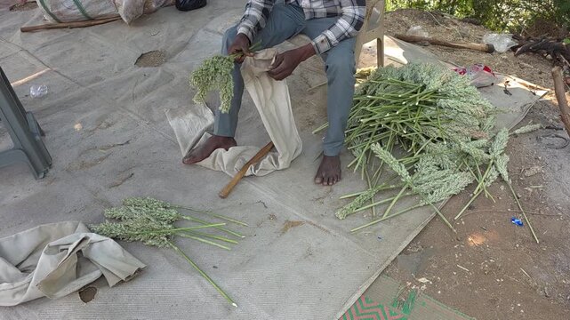 Separating sorghum grains from panicles using a cloth sack and wooden stick after heating