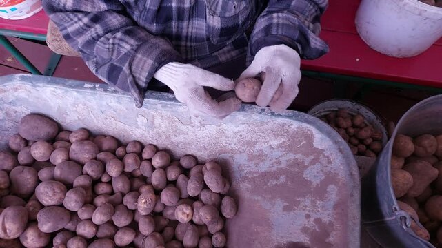 Gloved hands sorting large potato harvest in wheelbarrow close-up