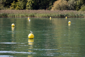 Yellow buoys float on calm green water © Romain