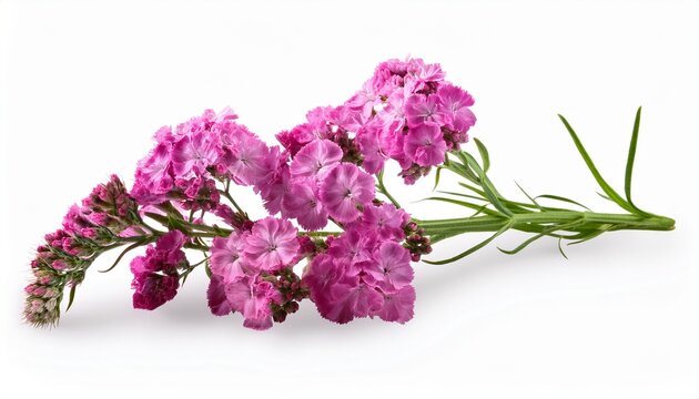 Twig Of Pink Limonium Flowers Isolated