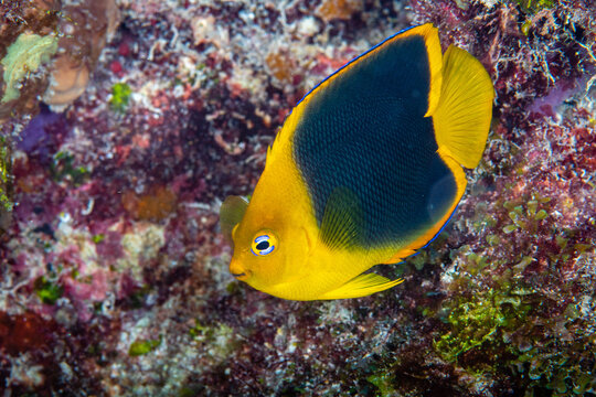 Rock beauty angelfish swimming across a colorful encrusting reef wall