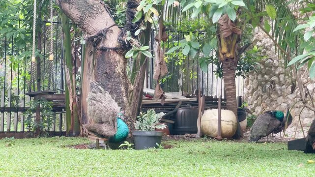 young peacock learning to dancing with its short tail feathers, playful young indian peafowl standing near the big tree in the garden