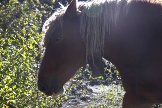 Detalle de caballo de manada, pasando por delante de la c&aacute;mara en alta monta&ntilde;a., a la luz del sol.