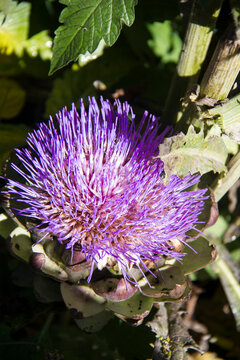 Flor de la planta de alcachofa.