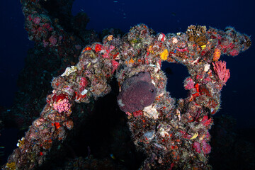 Prolific marine growth covering the metal structure at the Spiegel Grove wreck in Key Largo © Sergio Llaguno
