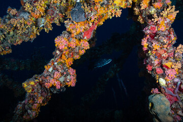 Vibrant orange cup corals heavily encrusting a sunken ship structure at the Spiegel Grove wreck © Sergio Llaguno