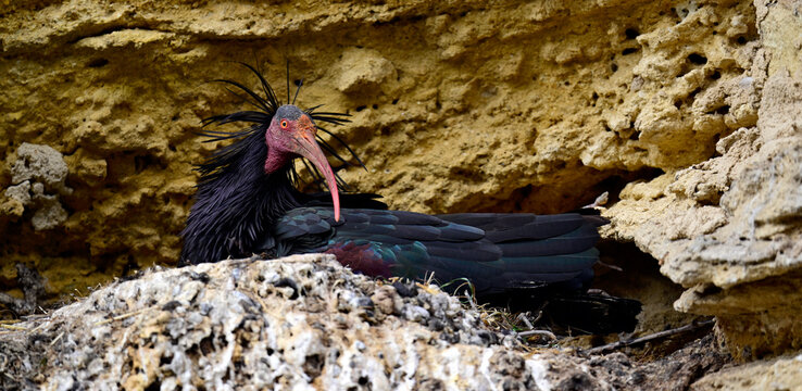 breeding Northern bald ibis in spanish bird colony // br&uuml;tender Waldrapp in spanischer Brutkolonie (Geronticus eremita) - Vejer de la Frontera, Andalusia, Spain