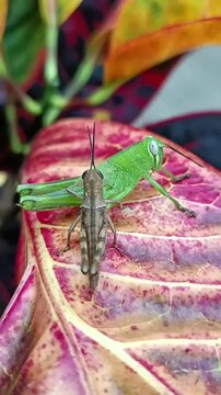 two grasshoppers of different colors