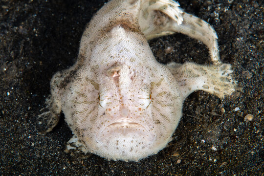 Hairy frogfish resting flat on a dark volcanic sandbed at Lembeh Strait