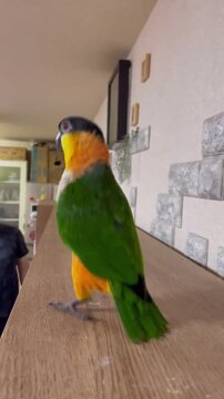A beautiful Caique parrot standing on a wooden surface in a cozy home environment